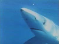 Who's a good wittle sharky?