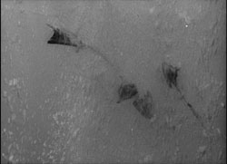 Godzilla 1954: aquarium